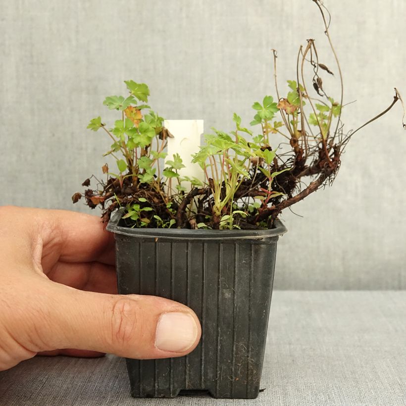 Spécimen de Geranium vivace dalmaticum - Géranium de Dalmatie Godet de 8/9 cm tel que livré en été