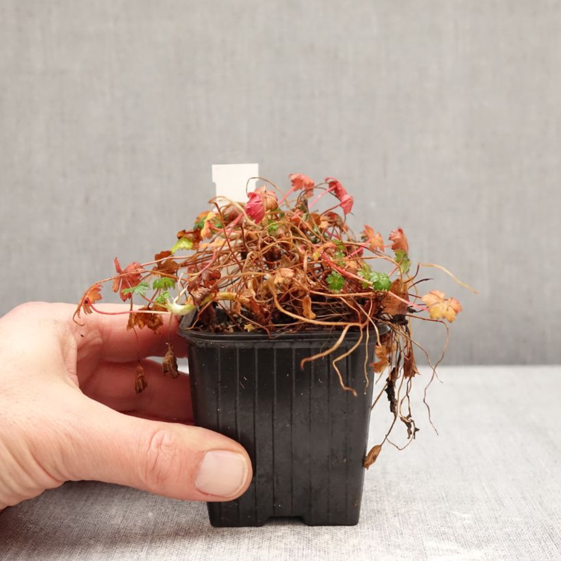 Spécimen de Geranium vivace dalmaticum - Géranium de Dalmatie Godet de 8/9 cm tel que livré en hiver