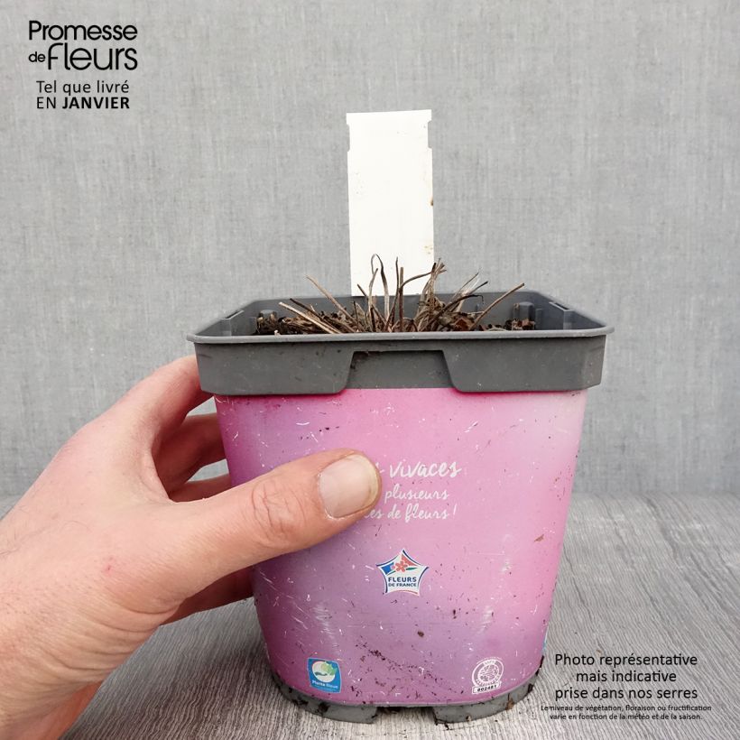 Spécimen de Géranium vivace Dreamland Pot de 2L/3L tel que livré en hiver