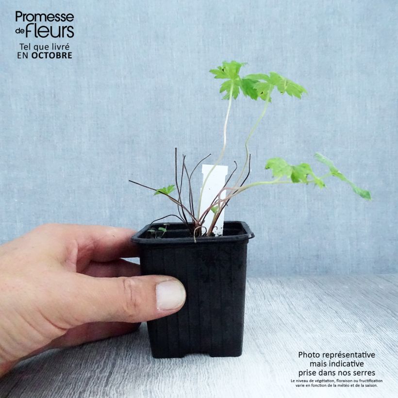 Spécimen de Géranium vivace endressii Godet de 8/9 cm tel que livré en automne