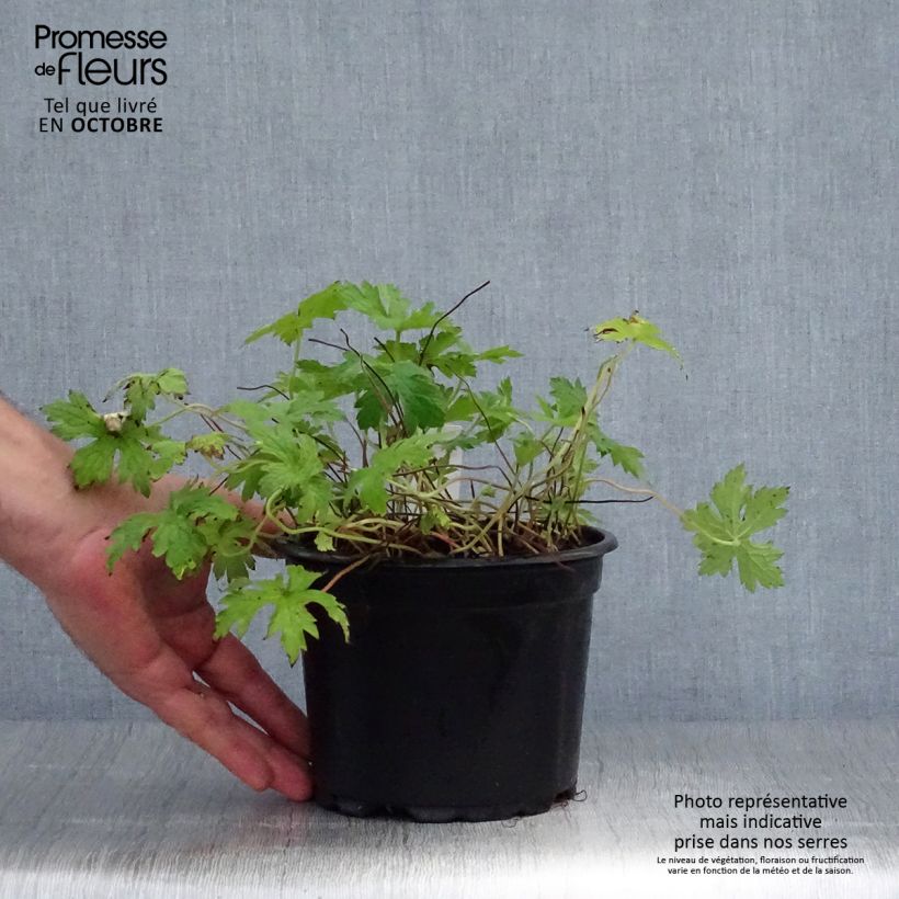 Spécimen de Géranium vivace endressii Pot de 2L/3L tel que livré en automne