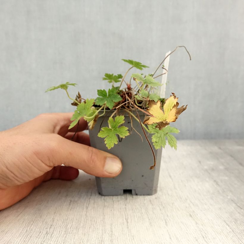 Spécimen de Géranium vivace endressii Wargrave Pink Godet de 8/9 cm tel que livré en automne