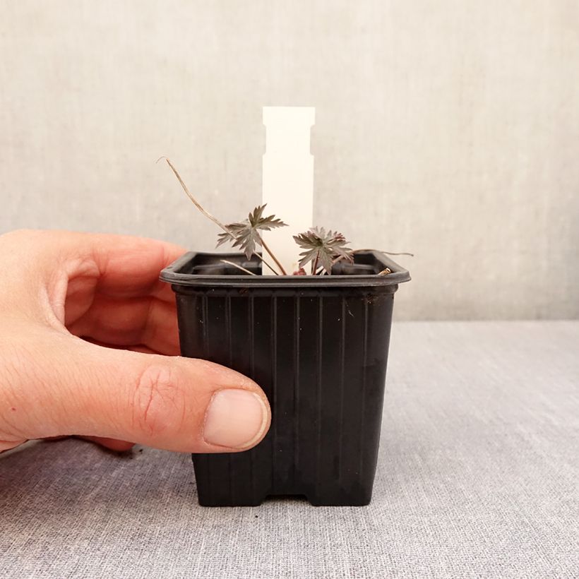 Spécimen de Géranium vivace Femme Fatale Godet de 8/9 cm tel que livré au printemps