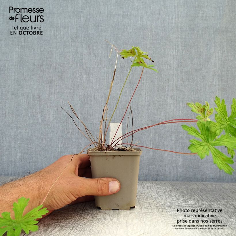 Spécimen de Géranium vivace himalayense Derrick Cook Godet de 8/9 cm tel que livré en automne