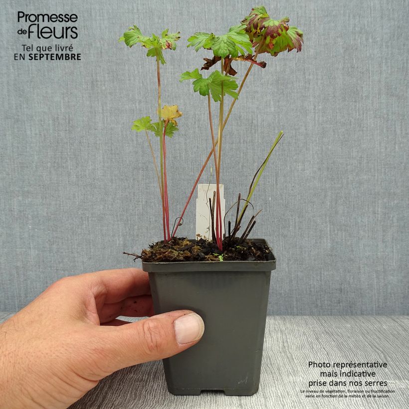 Spécimen de Géranium vivace himalayense Godet de 8/9 cm tel que livré en automne