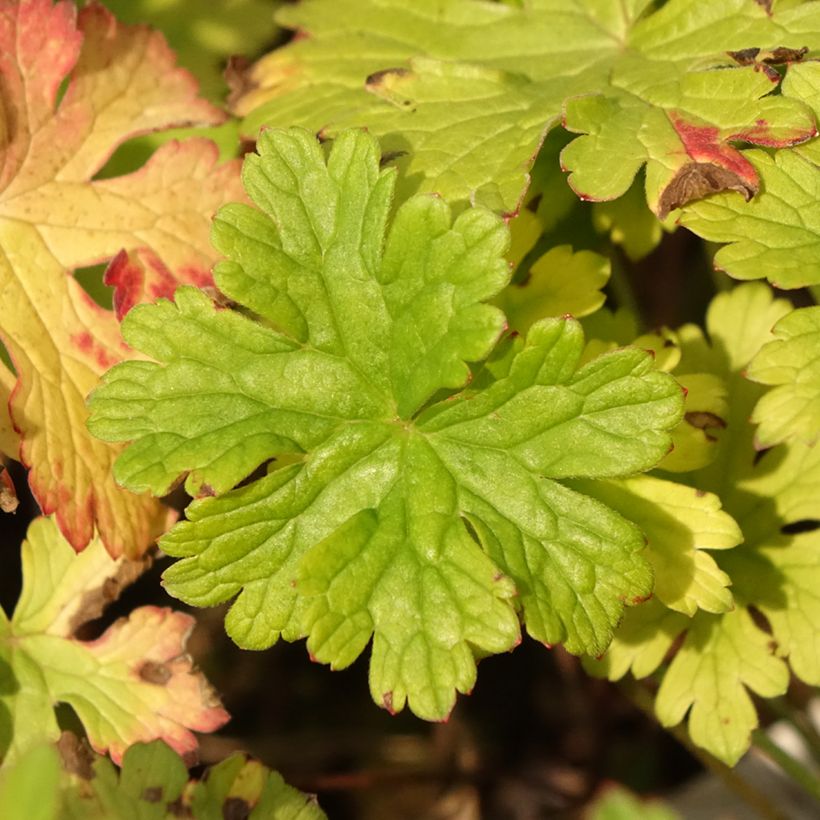 Geranium vivace himalayense Gravetye - Géranium de l'hymalaya (Feuillage)