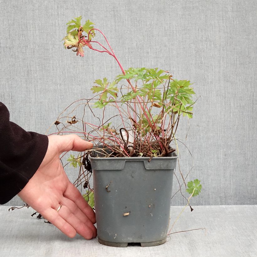 Spécimen de Geranium vivace himalayense Gravetye - Géranium de l'hymalaya Pot de 2L/3L tel que livré en automne