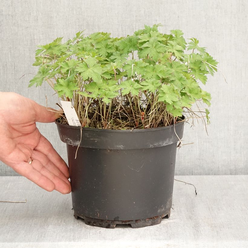 Spécimen de Geranium vivace himalayense Gravetye - Géranium de l'hymalaya Pot de 2L/3L tel que livré au printemps