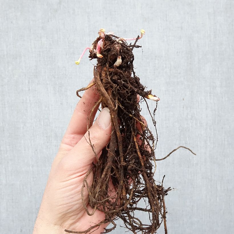 Spécimen de Geranium vivace himalayense Gravetye - Géranium de l'hymalaya Racines nues tel que livré en hiver