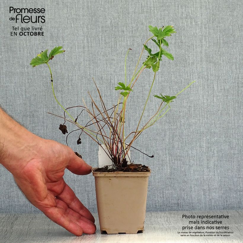 Spécimen de Géranium vivace himalayense Plenum (Birch Double) Godet de 8/9 cm tel que livré en automne