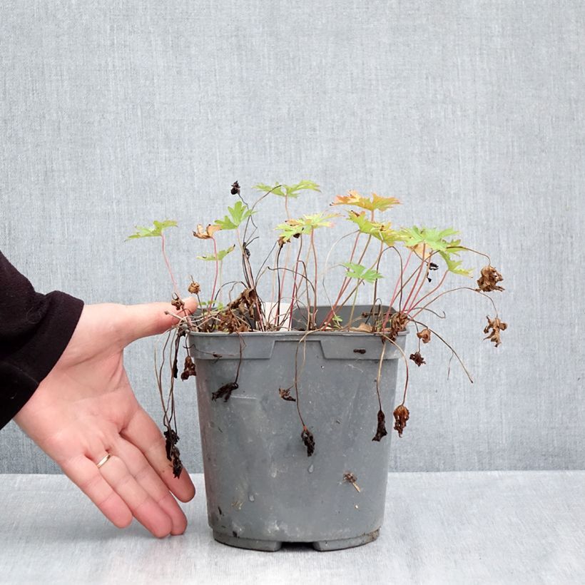 Spécimen de Géranium vivace himalayense Plenum (Birch Double) Pot de 2L/3L tel que livré en automne