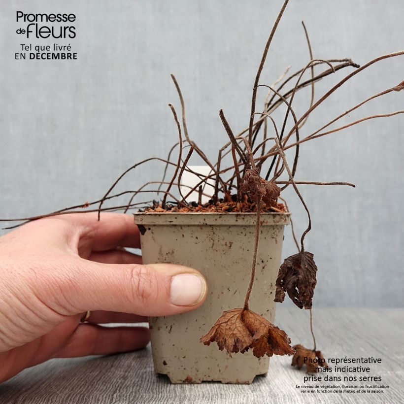 Spécimen de Géranium vivace ibericum Godet de 8/9 cm tel que livré en automne