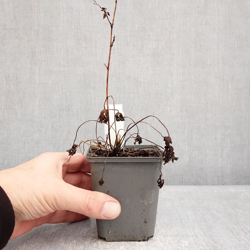 Spécimen de Geranium vivace Johnson's blue Godet de 8/9 cm tel que livré en hiver