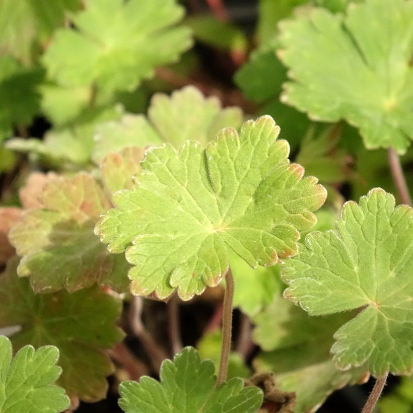 Géranium vivace Joy (Feuillage)