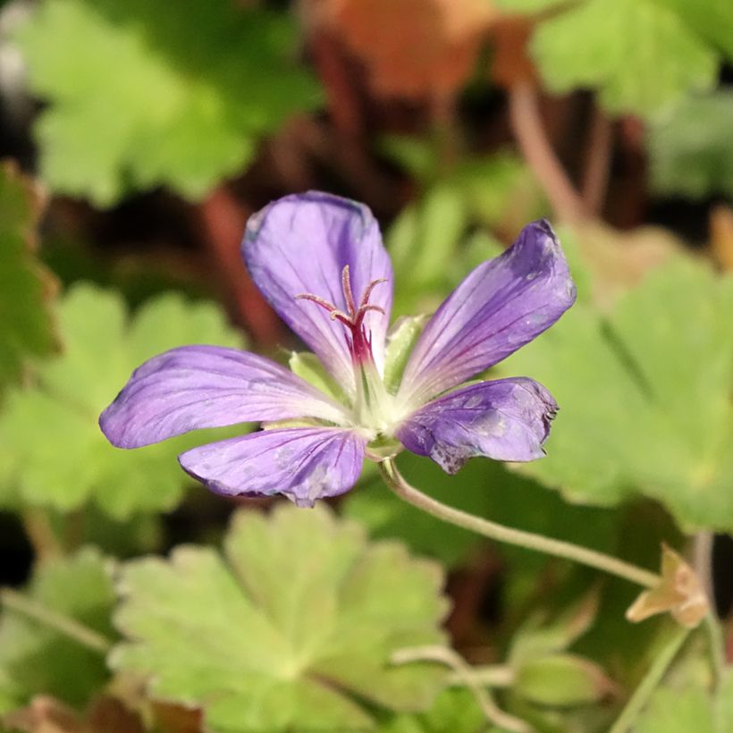 Géranium vivace Joy (Floraison)