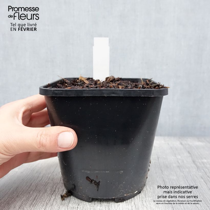 Spécimen de Géranium vivace Kelly-Anne Pot de 1L/1,5L tel que livré en hiver