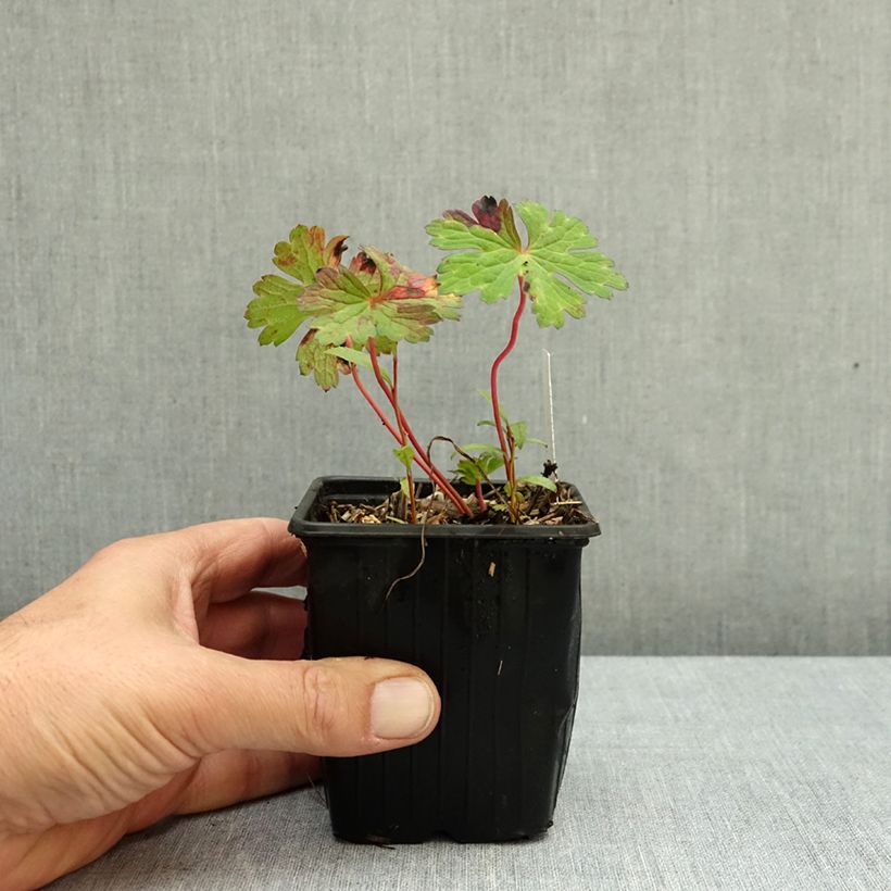 Spécimen de Géranium vivace Kelly-Anne Godet de 8/9 cm tel que livré en automne