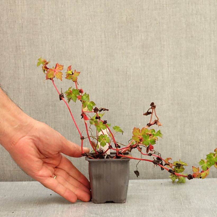 Spécimen de Géranium vivace Kelly-Anne Godet de 8/9 cm tel que livré en été