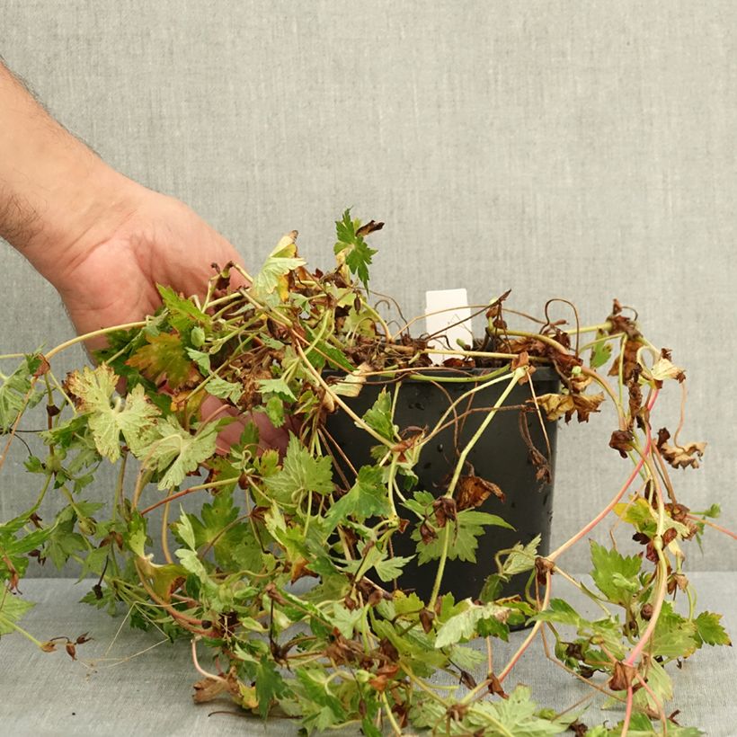 Spécimen de Géranium vivace Kelly-Anne Pot de 2L/3L tel que livré en été