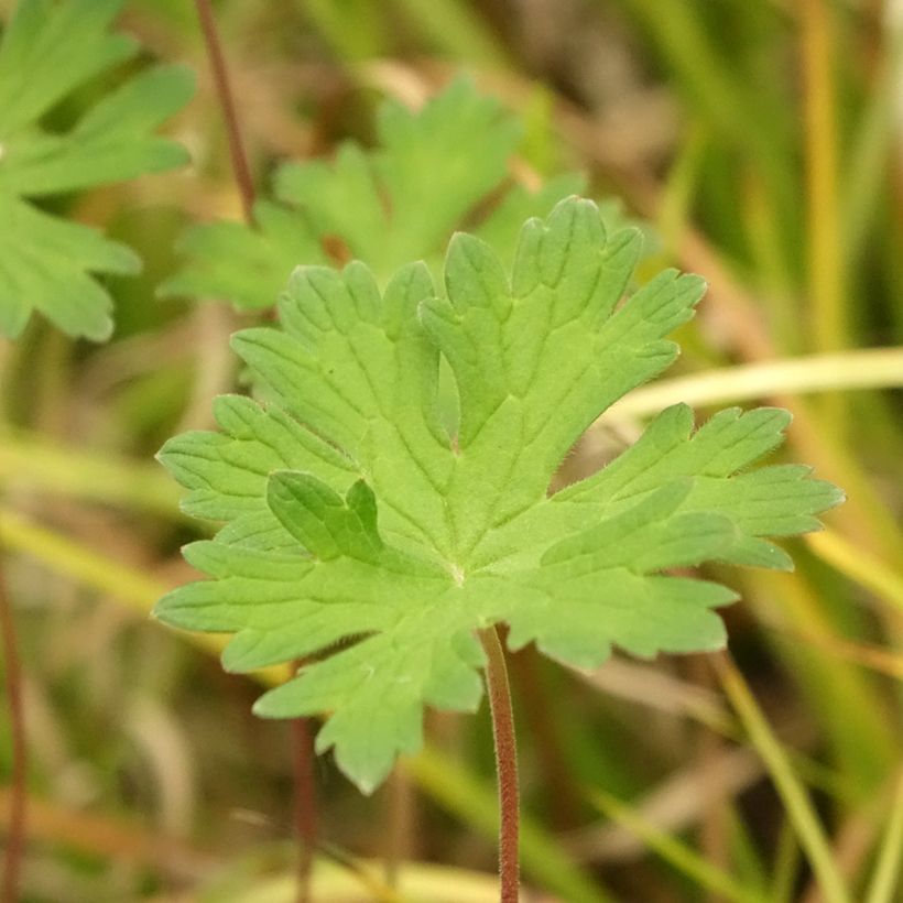 Géranium vivace Lea (Feuillage)