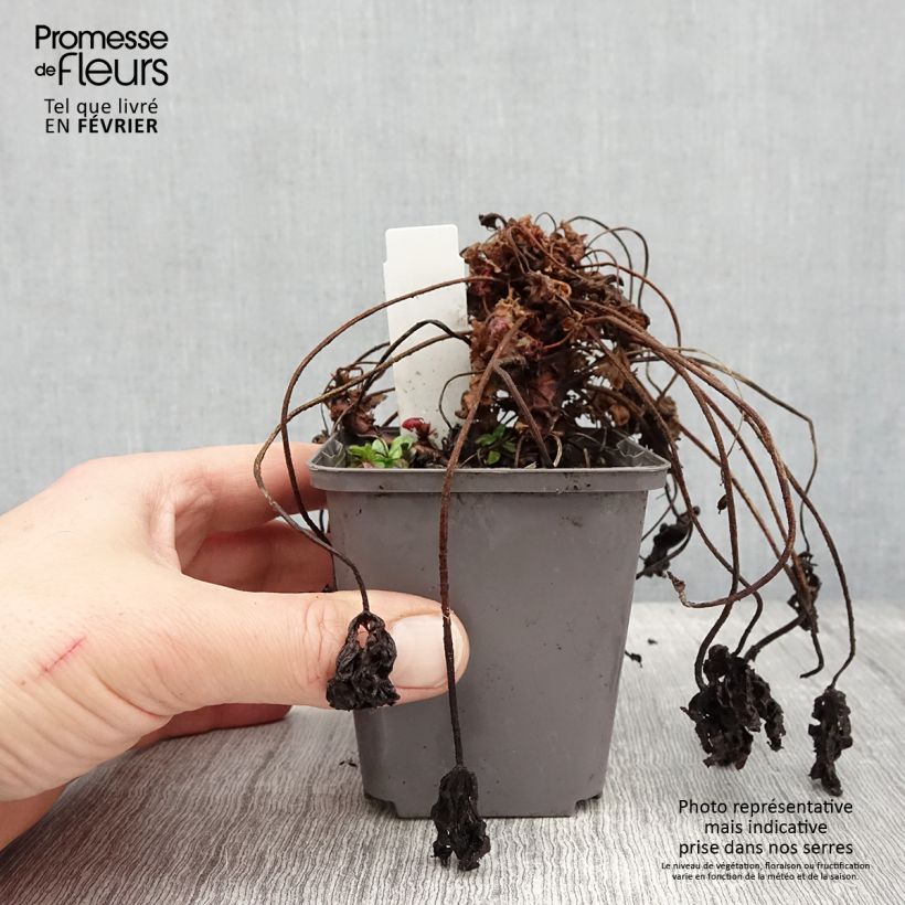 Spécimen de Géranium vivace macrorrhizum Ingwersen's Variety Godet de 8/9 cm tel que livré en hiver