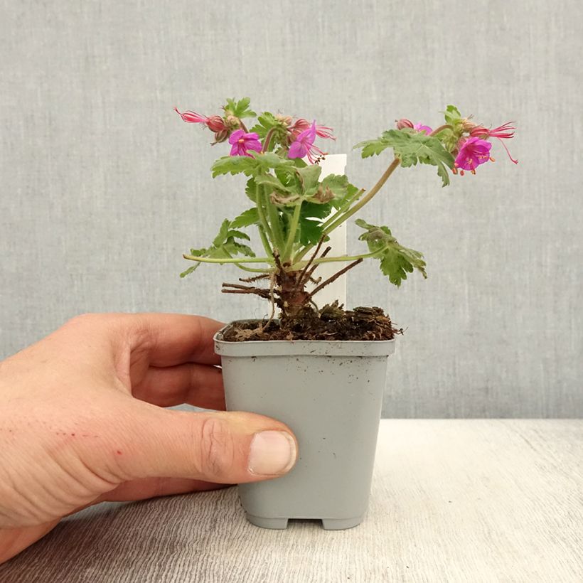 Geranium macrorrhizum Ingwersen's Variety Vasetto da 8/9 cm esemplare consegnato in primavera