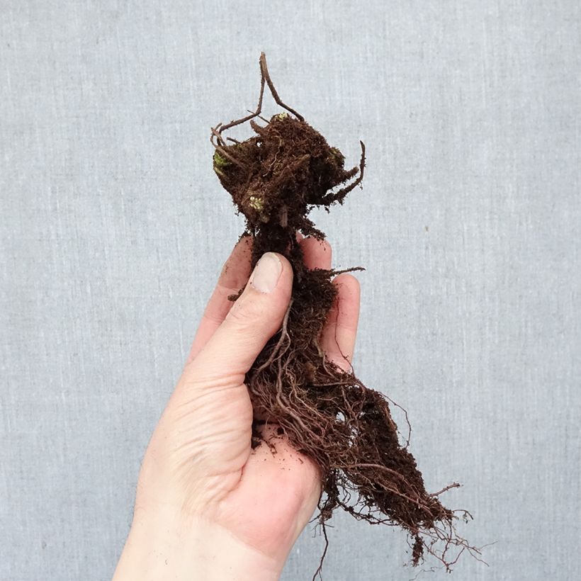 Spécimen de Géranium vivace macrorrhizum Ingwersen's Variety Racines nues, Qualité Extra équivalant à un pot de 2L tel que livré en hiver