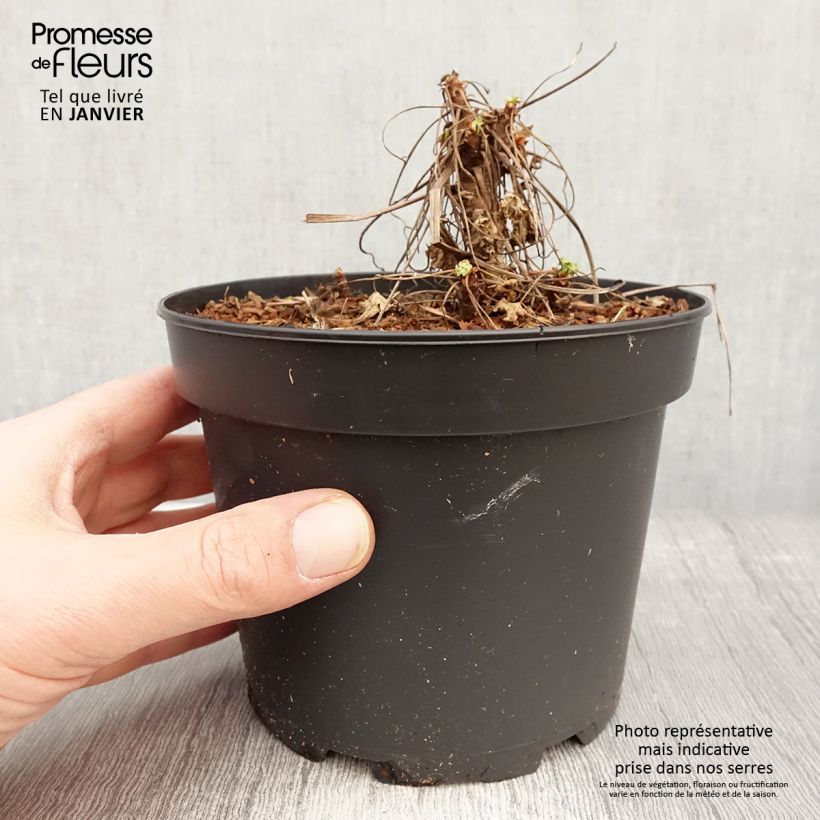 Spécimen de Geranium vivace macrorrhizum White Ness Pot de 2L/3L tel que livré en hiver