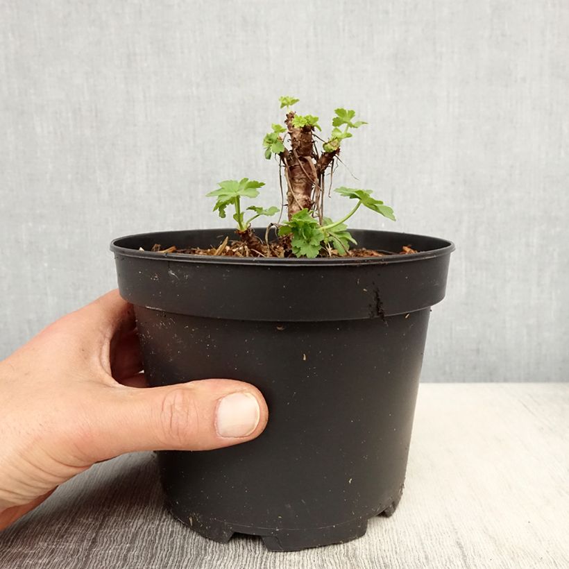 Spécimen de Geranium vivace macrorrhizum White Ness Pot de 2L/3L tel que livré au printemps