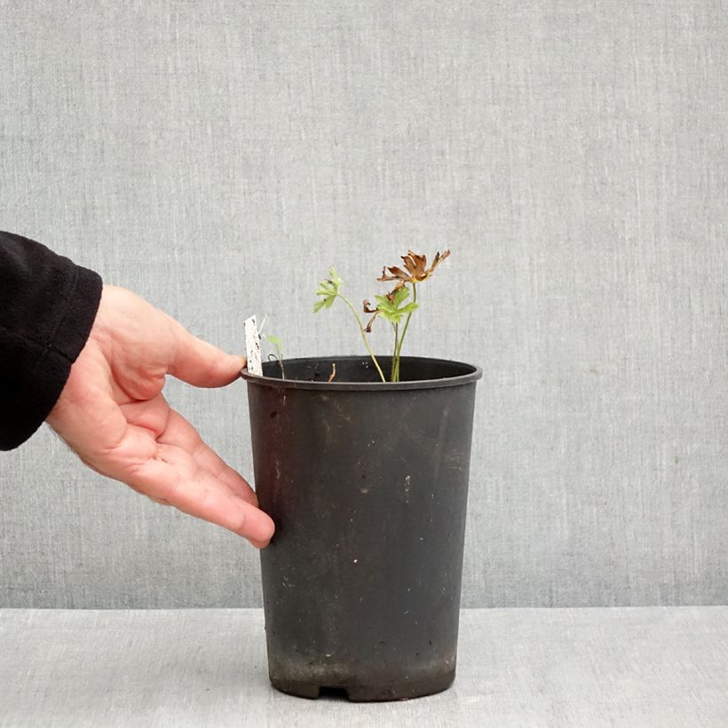 Spécimen de Géranium vivace maculatum Chatto Pot de 2L/3L tel que livré en automne