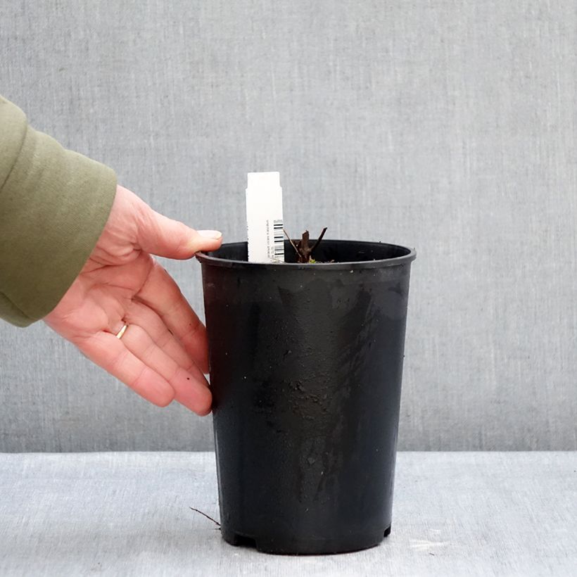 Spécimen de Géranium vivace maculatum Chatto Pot de 2L/3L tel que livré en hiver