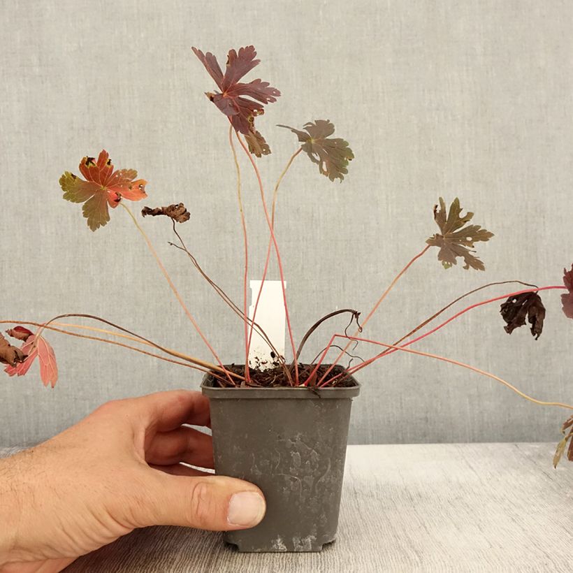Spécimen de Geranium vivace maculatum Stormy Night Godet de 8/9 cm tel que livré en automne