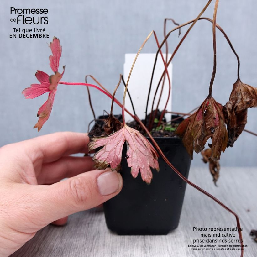 Geranium maculatum Stormy Night Vasetto da 8/9 cm esemplare consegnato in inverno