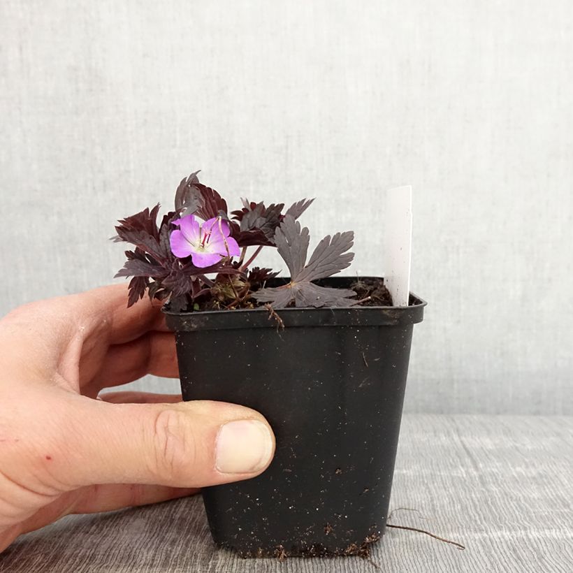 Amostra de Gerânio Stormy Night Vaso de 8/9 cm tal como entregue na primavera