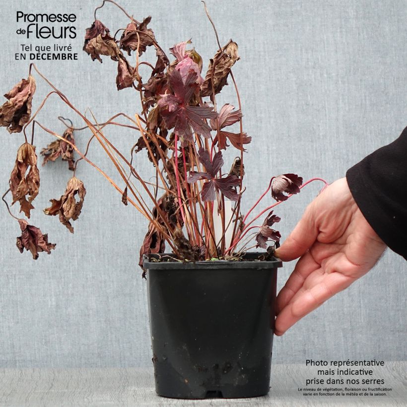 Spécimen de Geranium vivace maculatum Stormy Night Pot de 2L/3L tel que livré en automne