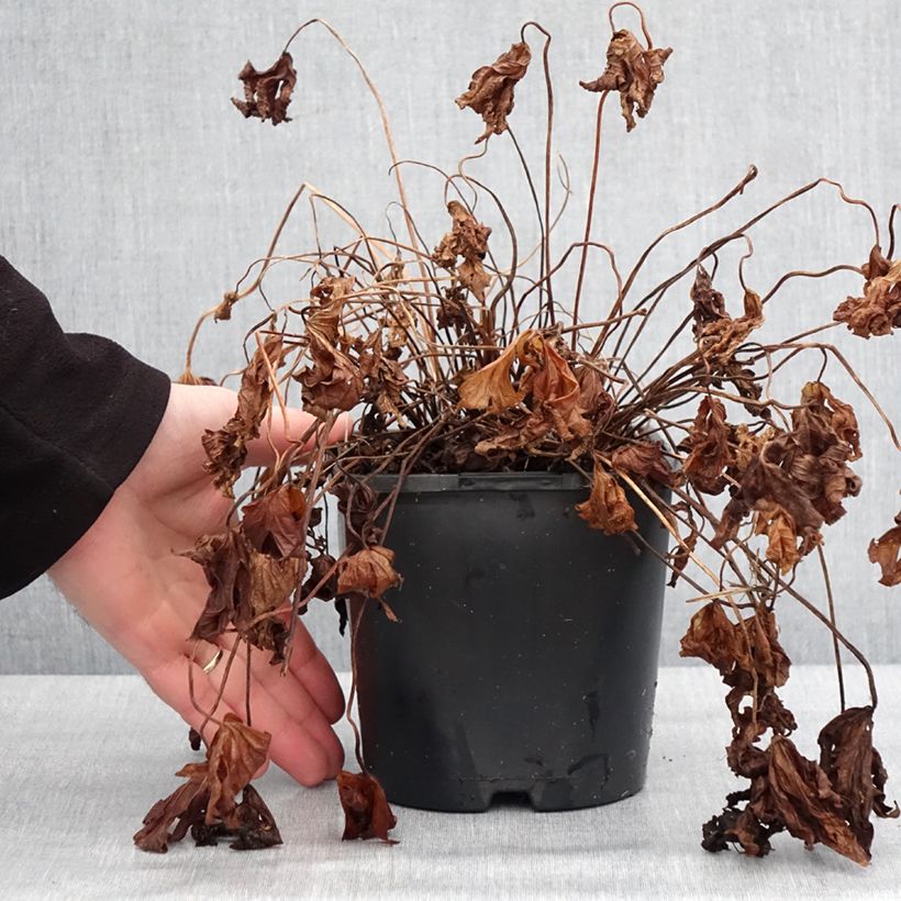 Geranium maculatum Stormy Night Vaso da 2L/3L esemplare consegnato in inverno