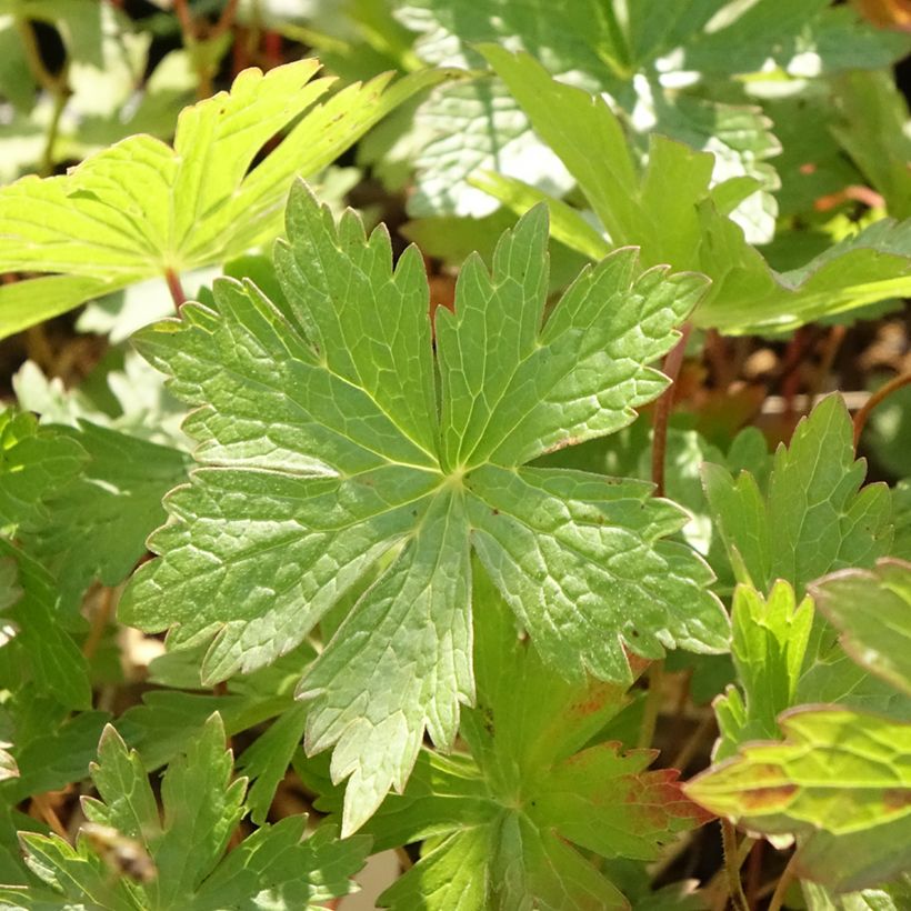 Geranium vivace maculé Vickie Lynn (Feuillage)