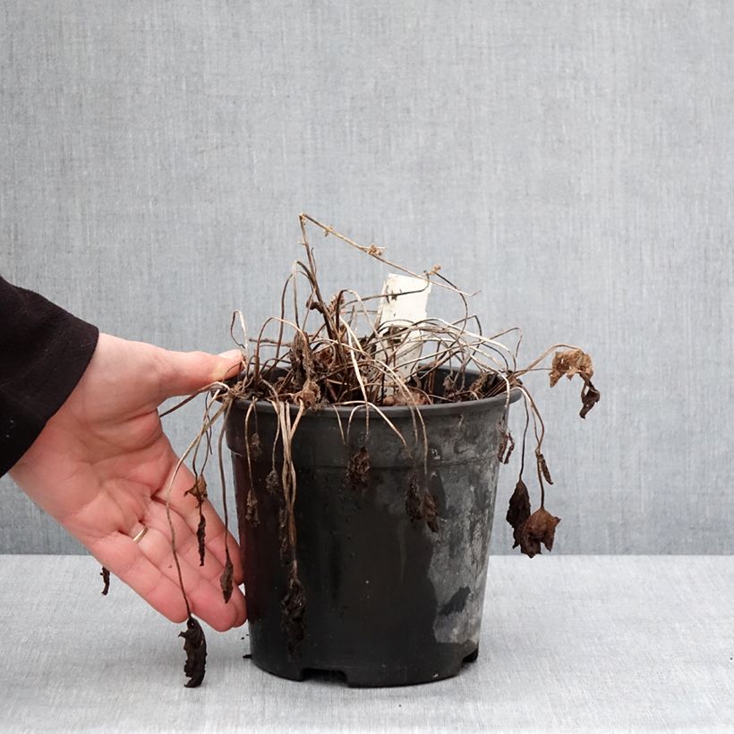 Spécimen de Géranium vivace magnificum Blue Blood Pot de 2L/3L tel que livré en hiver