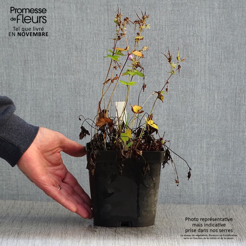 Spécimen de Géranium vivace nodosum  Pot de 2L/3L tel que livré en automne