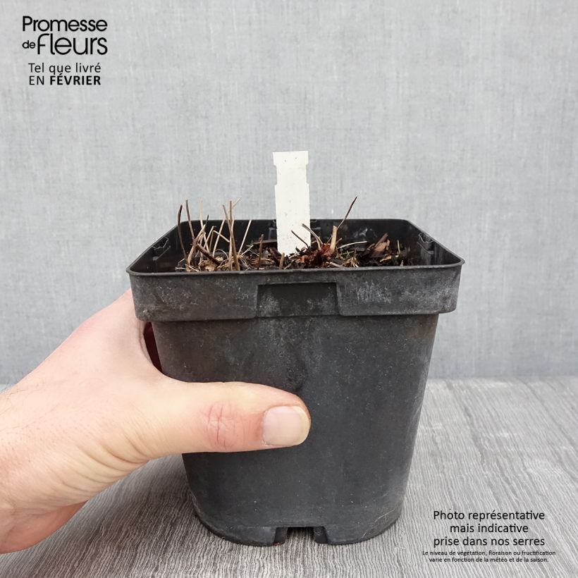 Spécimen de Géranium vivace nodosum  Pot de 2L/3L tel que livré en hiver