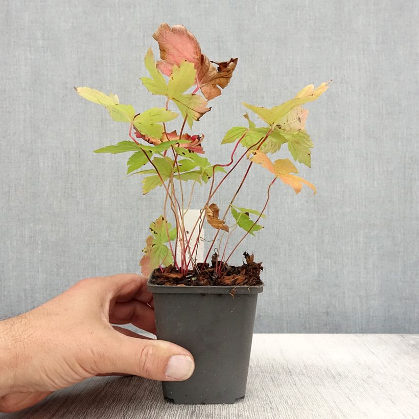 Spécimen de Geranium vivace nodosum Simon - Géranium noueux Godet de 8/9 cm tel que livré en automne