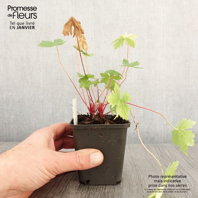 Spécimen de Géranium vivace oxonianum Ankum's White Godet de 8/9 cm tel que livré en hiver