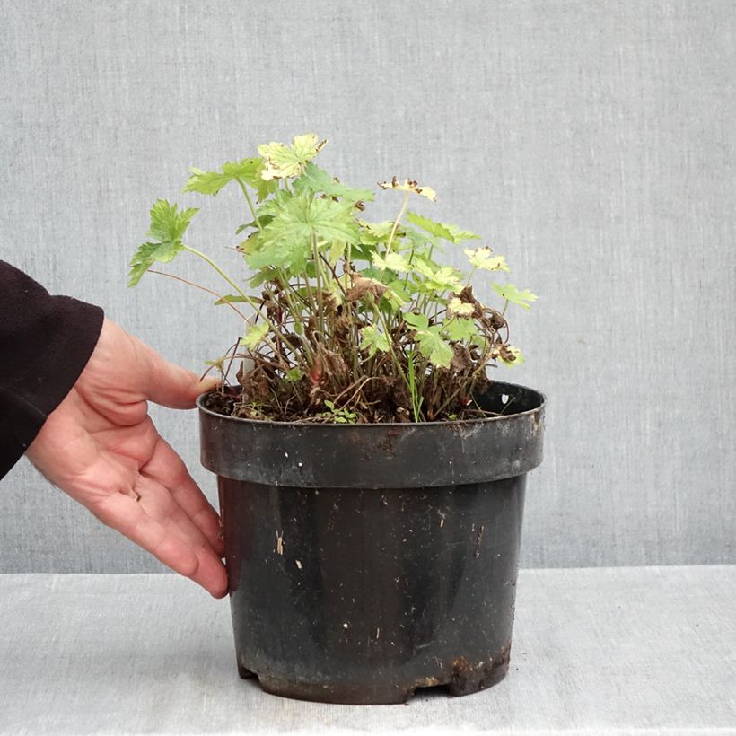 Spécimen de Géranium vivace oxonianum Claridge Druce Pot de 2L/3L tel que livré en automne
