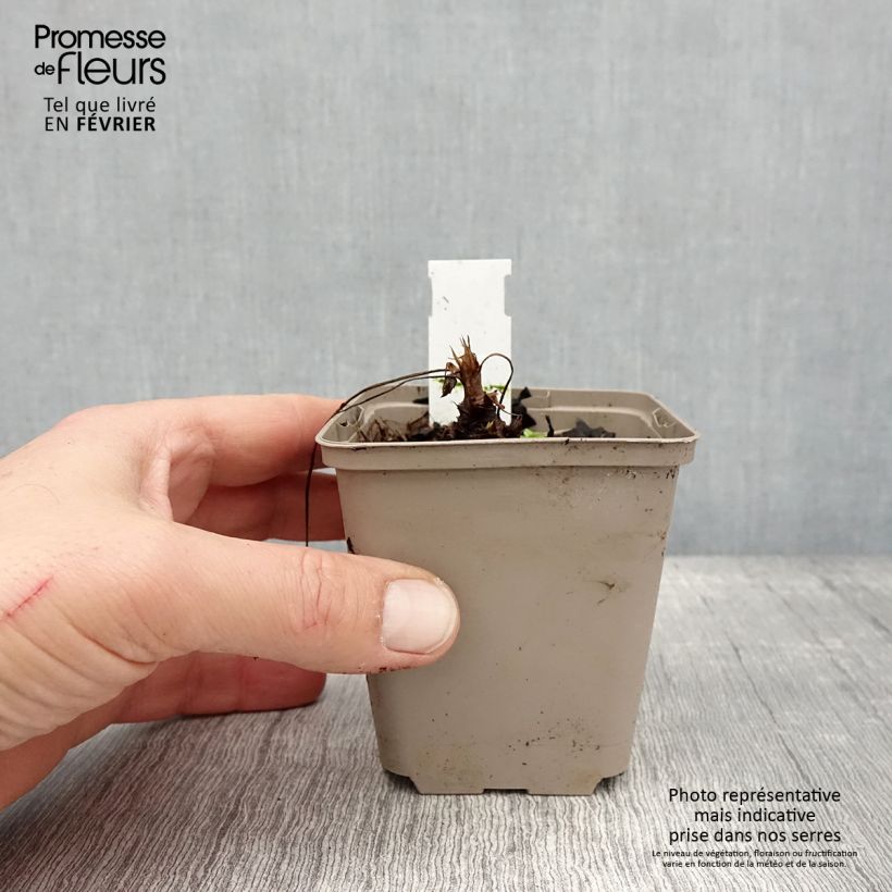 Spécimen de Géranium vivace oxonianum f.thurstonianum Godet de 8/9 cm tel que livré en hiver