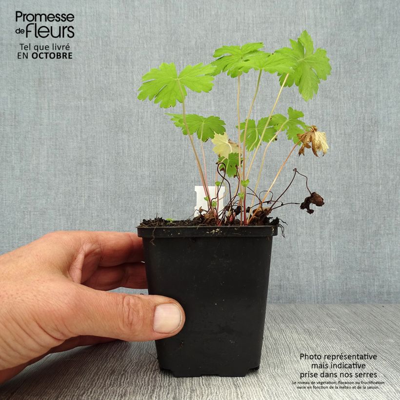 Spécimen de Géranium vivace oxonianum Hollywood Godet de 8/9 cm tel que livré en automne