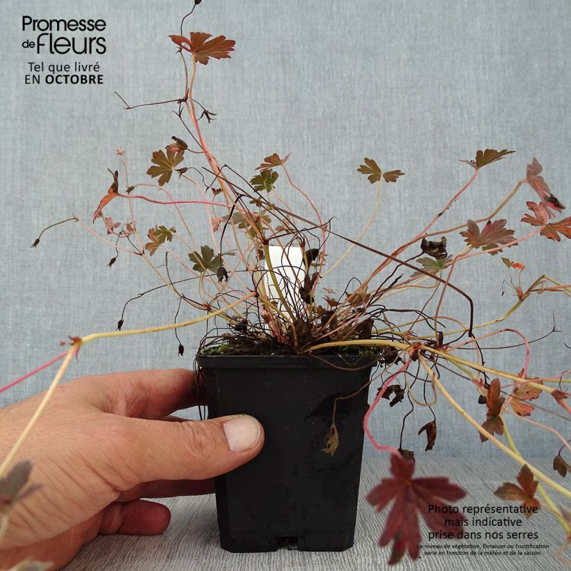 Spécimen de Géranium vivace oxonianum Sanne Godet de 8/9 cm tel que livré en automne