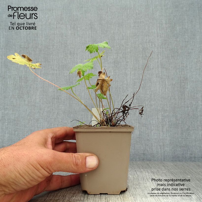 Spécimen de Géranium vivace oxonianum Sherwood Godet de 8/9 cm tel que livré en automne