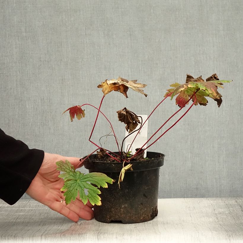 Spécimen de Géranium vivace Patricia Pot de 1,5L/2L tel que livré en automne