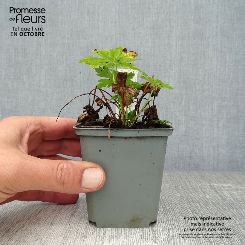 Spécimen de Géranium vivace phaeum Album Godet de 8/9 cm tel que livré en automne