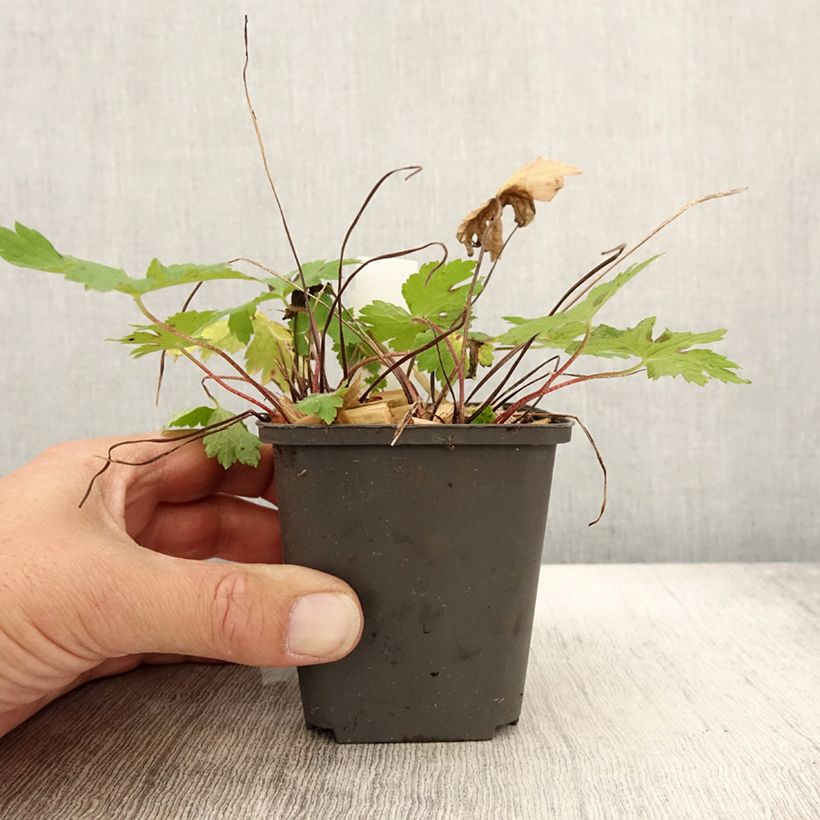 Spécimen de Géranium vivace phaeum Angelina Godet de 8/9 cm tel que livré en automne